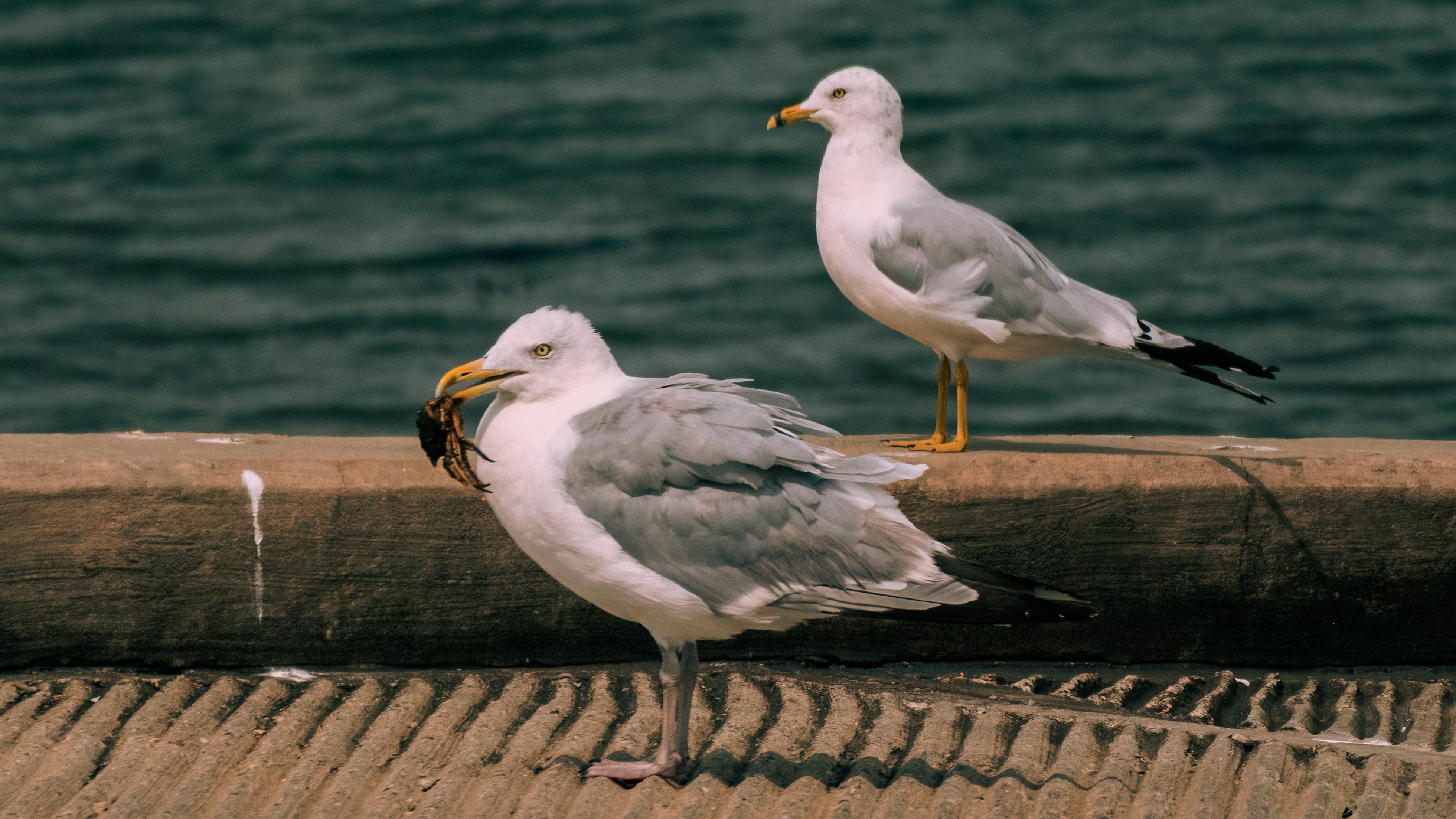 Seagull Crab